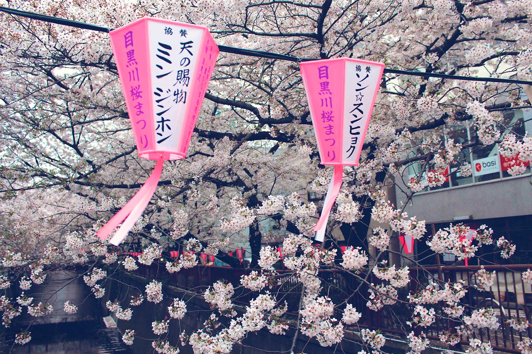 Sakura Spotting in Tokyo, Kawagoe, and Odawara, Japan - PearlMargaret.com