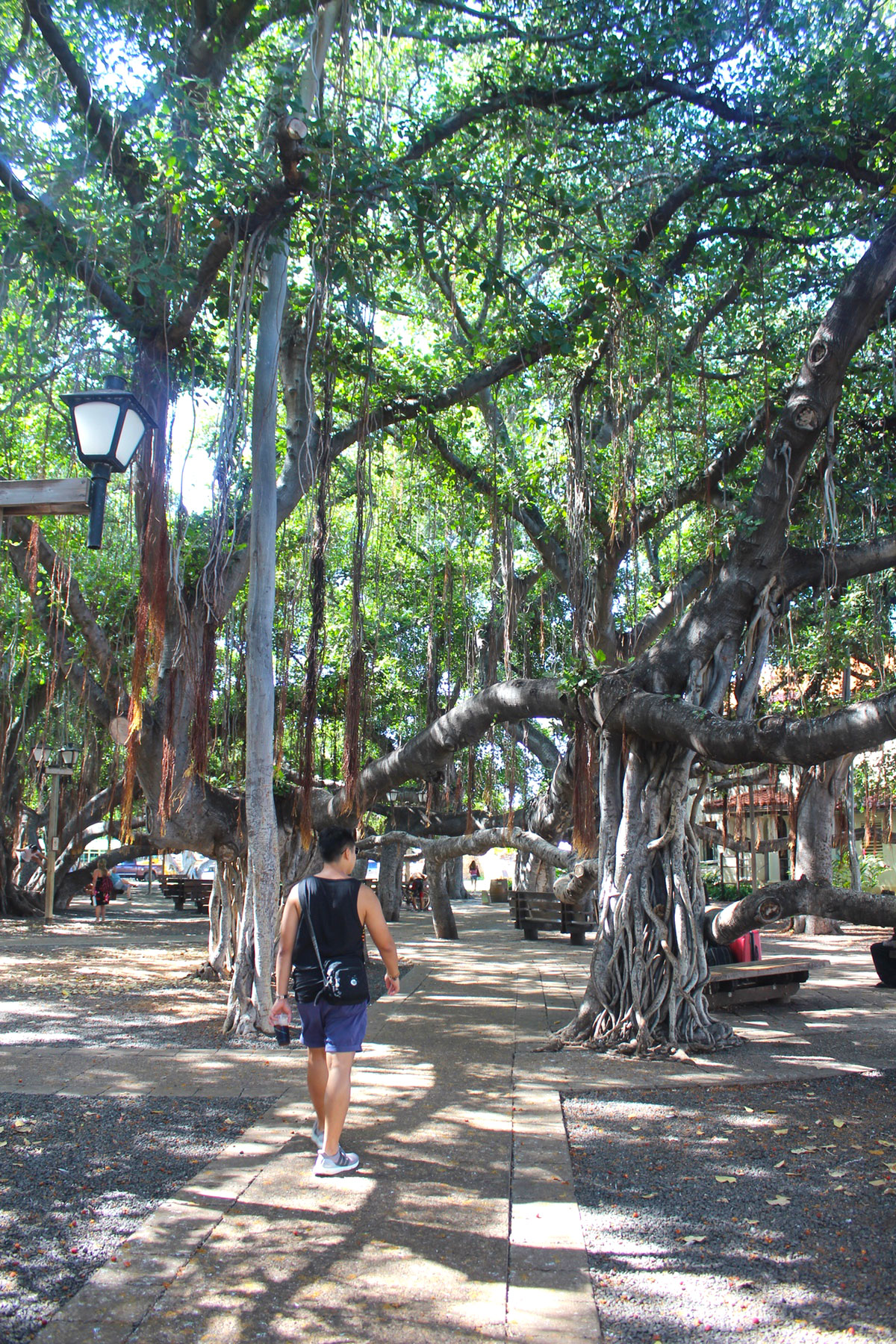 Old Banyan Tree, Maui - PearlMargaret.com