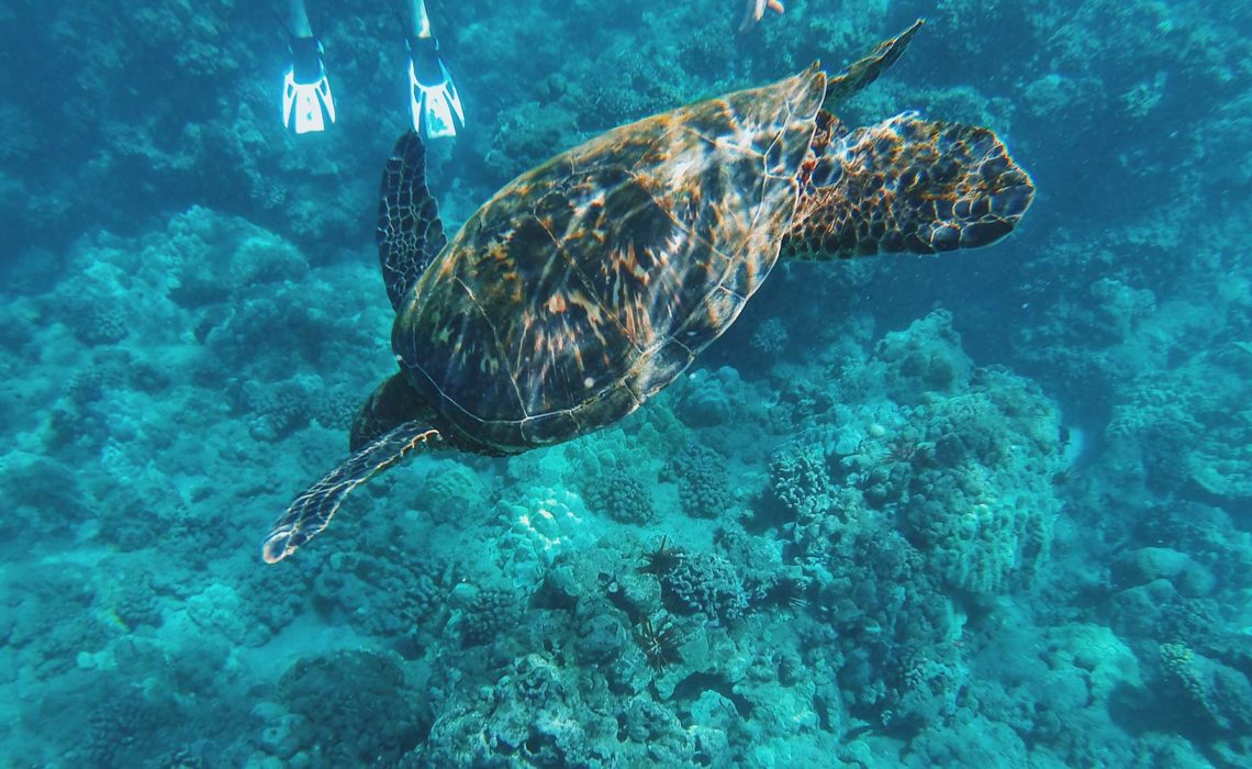 Maui Sea Turtles